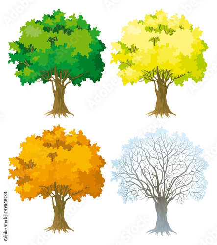 Vector set. Tree at four seasons
