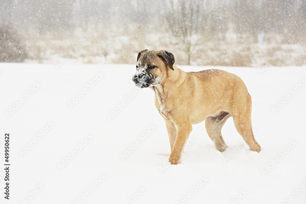 Brown cane corso dog puppy in winter landscape