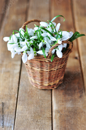 Snowdrops in a basket