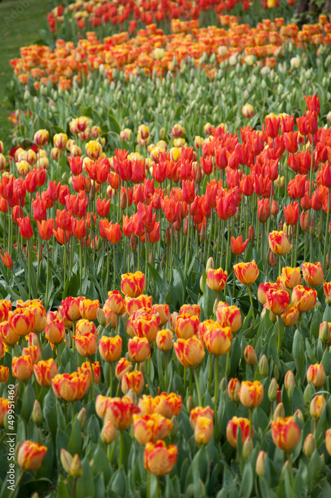 colorful tulip flowers at garden