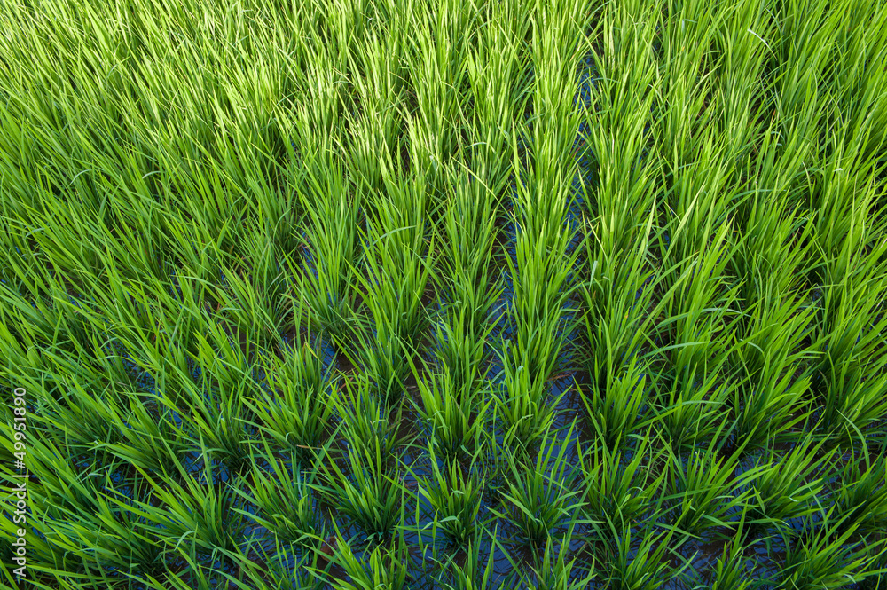 Fototapeta premium rice field of bali, indonesia