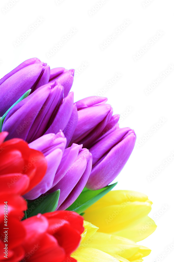 Blumen Blumen
