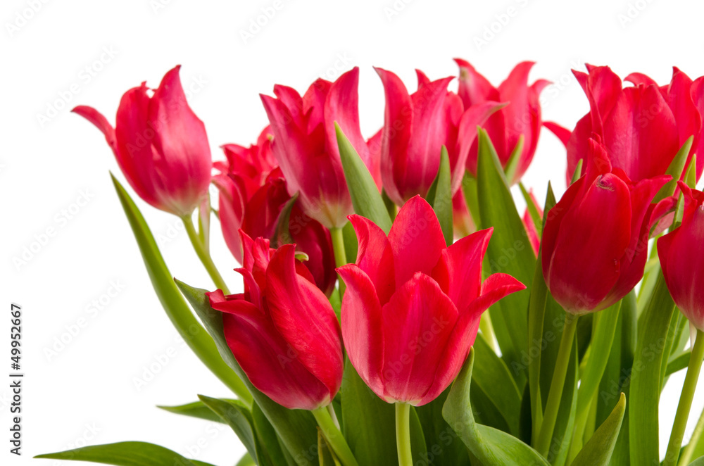 Lilienblütige rote Tulpen