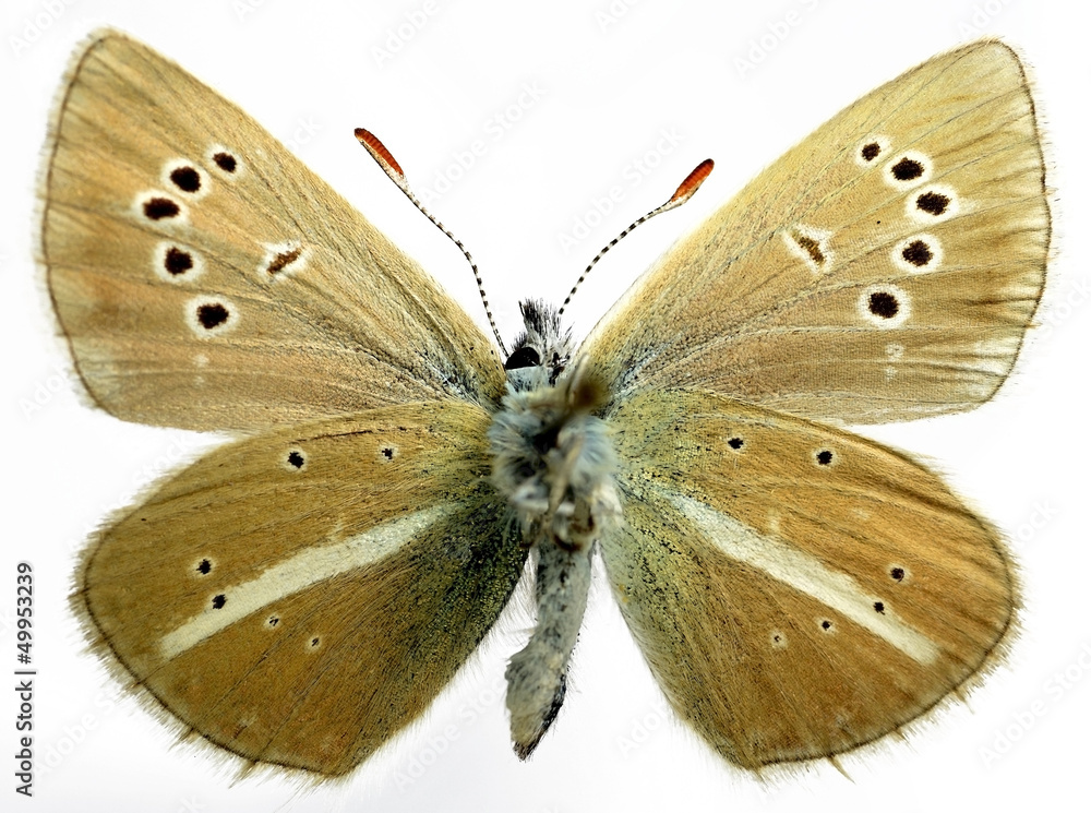 Naklejka premium Isolated Damon Blue butterfly isolated on white background