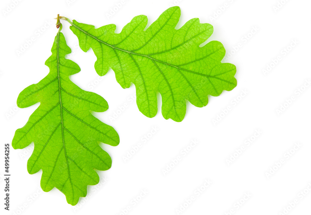 Fototapeta premium Green oak leaf isolated on white background.
