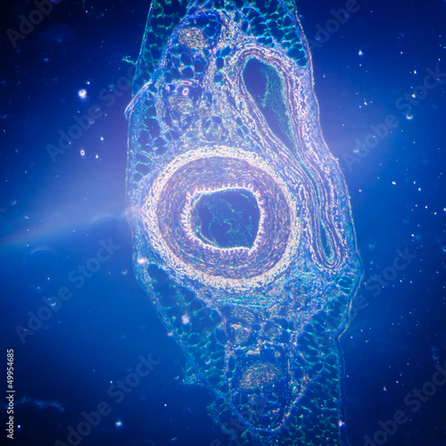 Tablou pe pânză micrograph of blood vessel, artery and vein