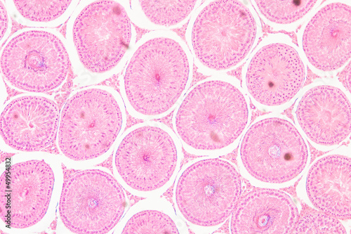 microscopic section of Testis T.S tissue photo
