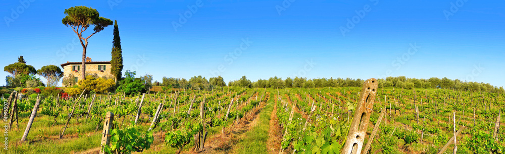 Tuscany landscape panorama with vineyard at sunset, Italy