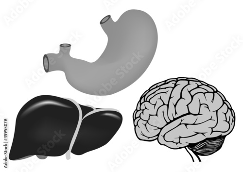 vector human heart, liver, stomach