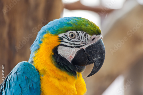 Blue and Gold macaw, Scientific name "Ara ararauna" parrot bird