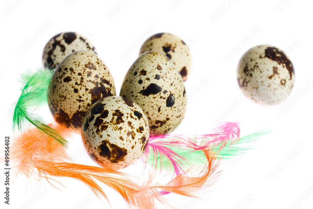 Obraz premium Easter Eggs with feathers .