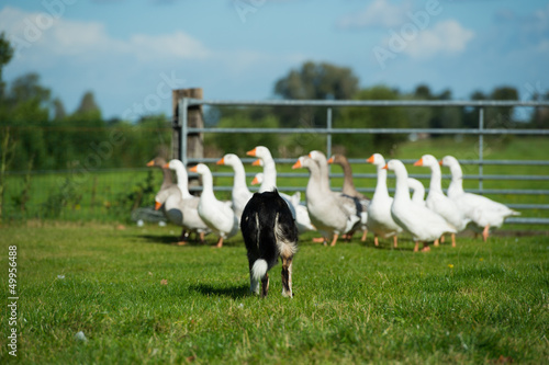 Border collie driving gooses