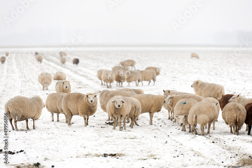 Fototapeta Naklejka Na Ścianę i Meble -  Flock of sheep in the snow