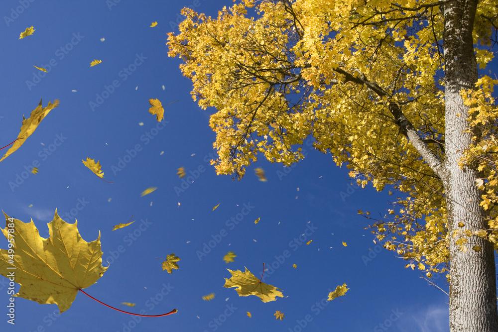 Naklejka premium herbststurm