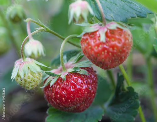 strawberry in the garden