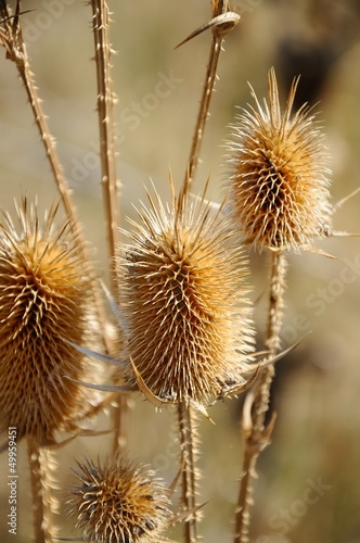 dry thistles