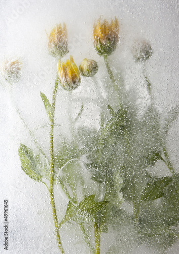 Yellow flowers in the ice