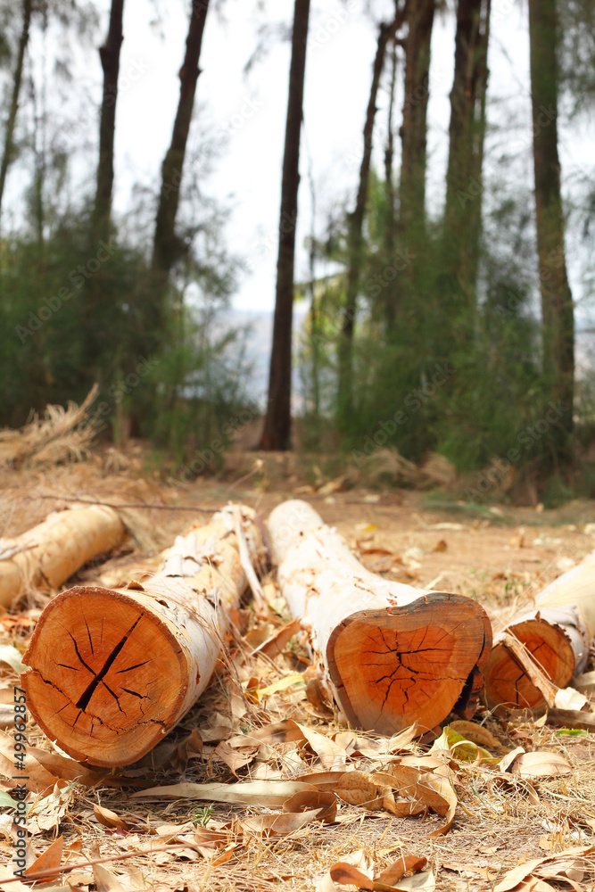 Obraz premium Cut tree logging