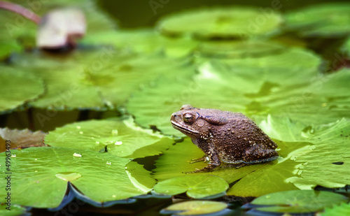 Obraz na plátně frog on lilypad