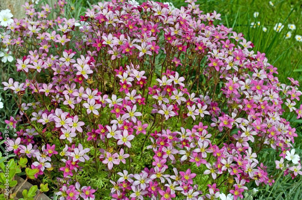 Moossteinbrech - Saxifraga bryoides