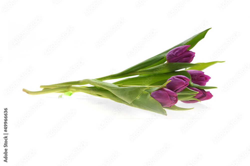 Obraz premium purple tulips
