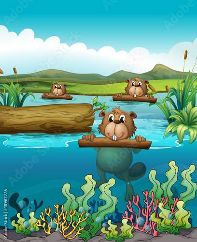 Three beavers in the river