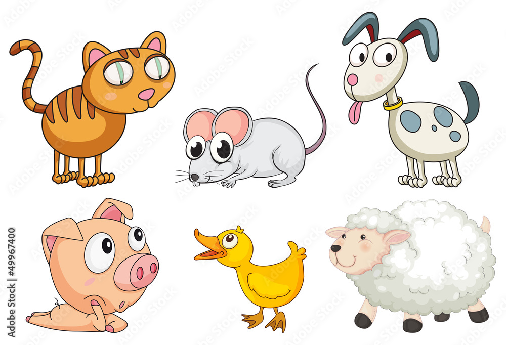 Six different kinds of animals Six different kinds of animals