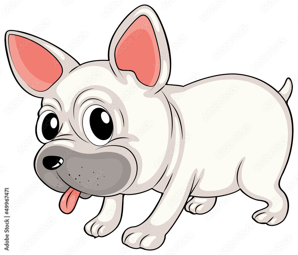 A white bulldog A white bulldog