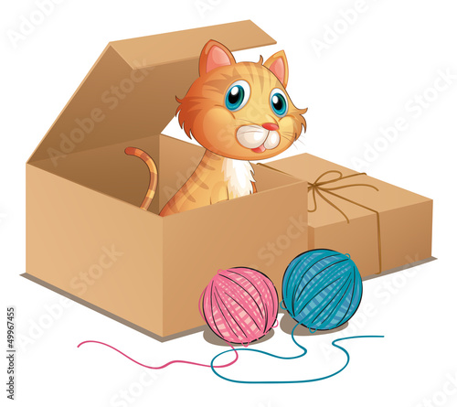 A cat inside the box