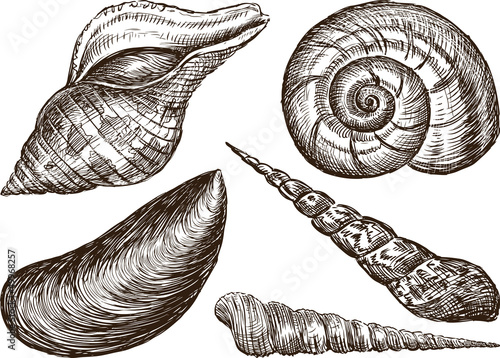 sea shells