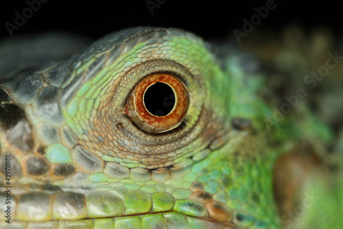 Iguana eye