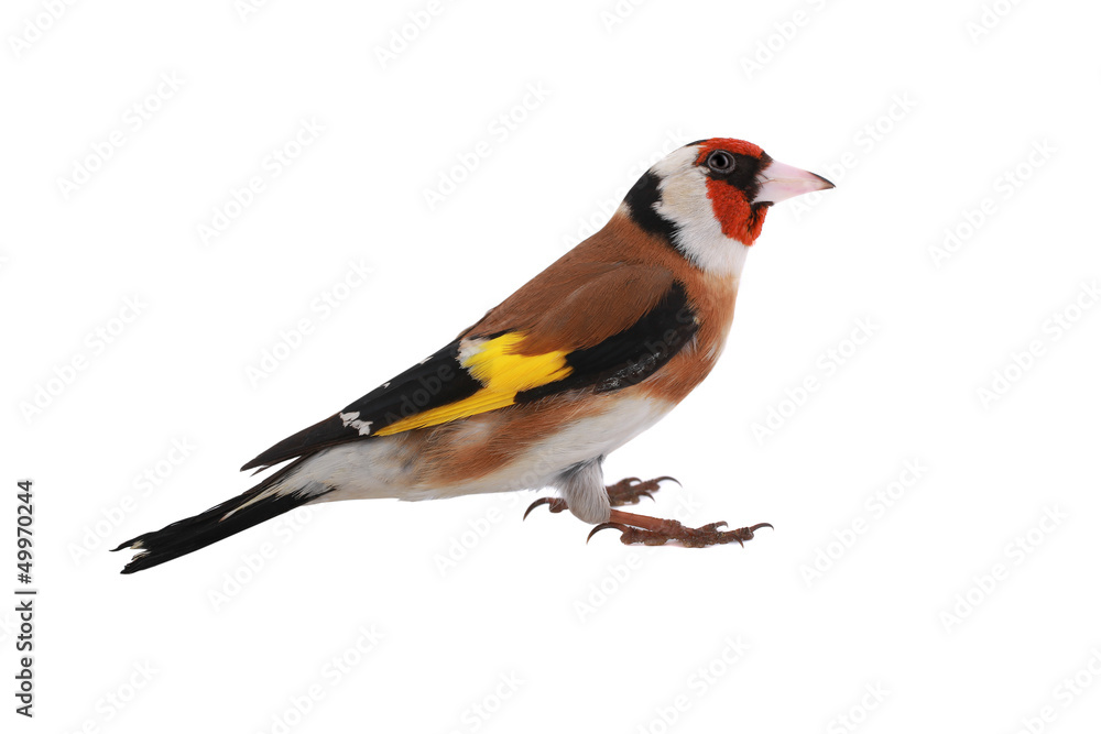 Obraz premium goldfinch