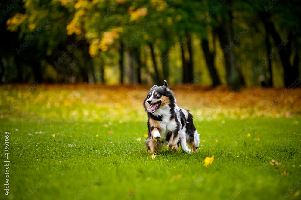 two Australian Shepherds play together two Australian Shepherds play together