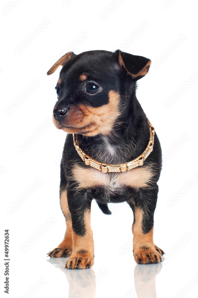 Obraz premium adorable little puppy with beautiful gold collar