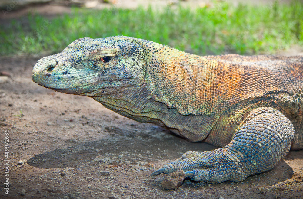 Portrait of Komodo Dragon.  Java, Indonesia.