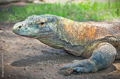 Portrait of Komodo Dragon.  Java, Indonesia.