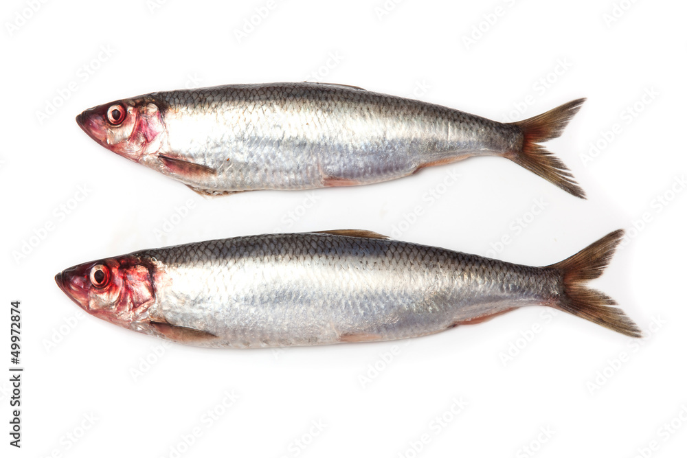 Fresh herrings isolated on a white studio background. Fresh herrings isolated on a white studio background.
