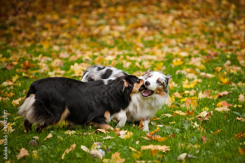 two Australian Shepherds play together © ksuksa