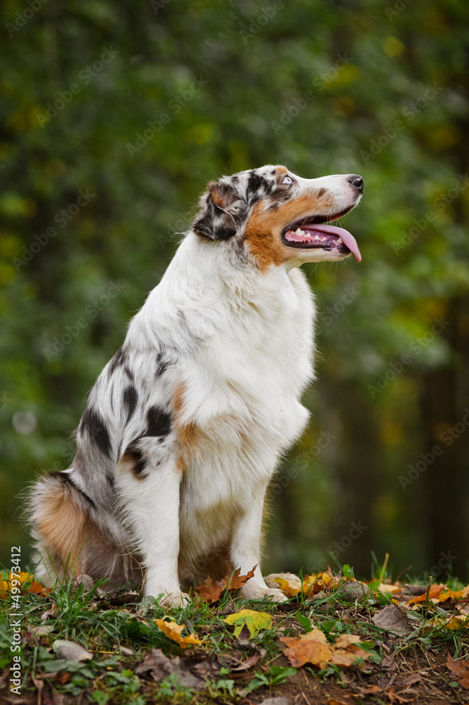 young merle Australian shepherd look up young merle Australian shepherd look up