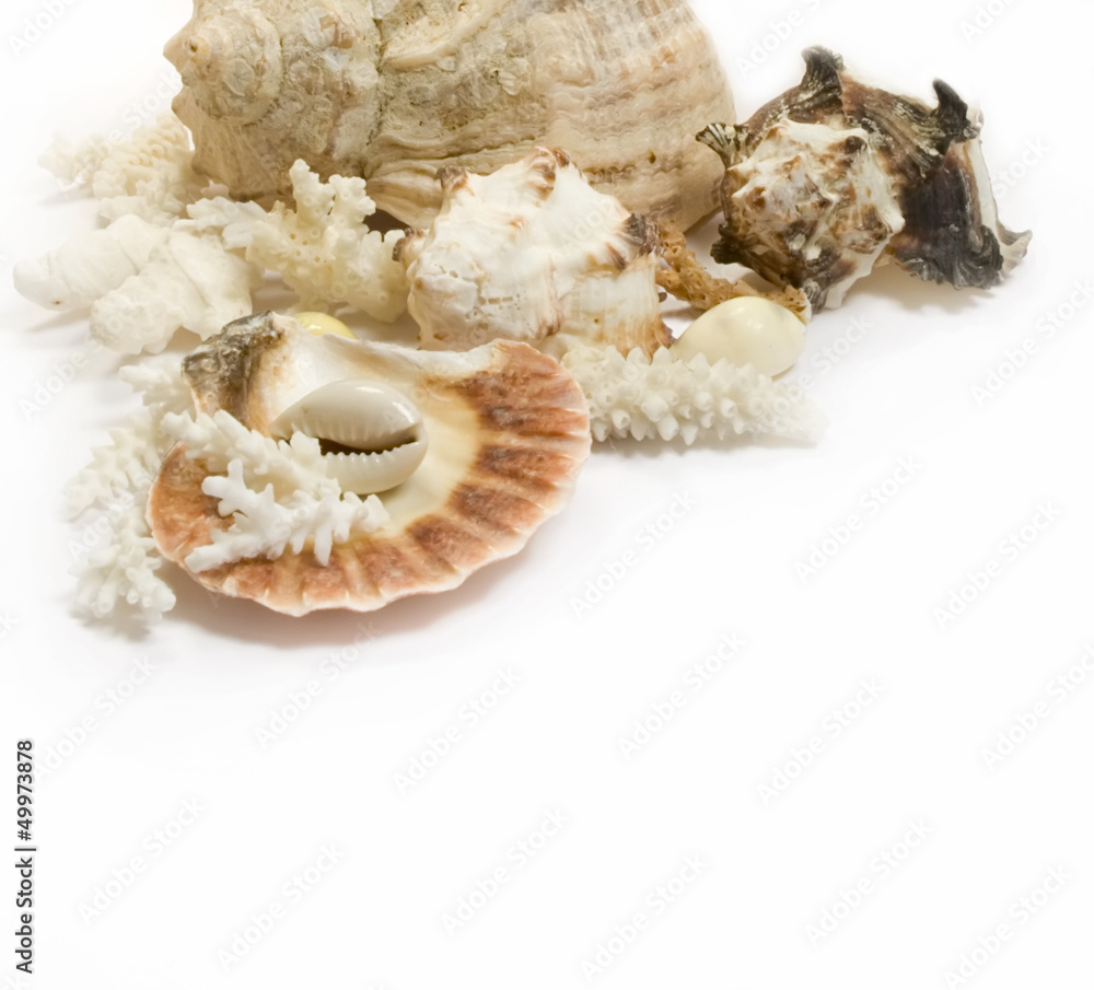 Group of sea shells and corals isolated Group of sea shells and corals isolated