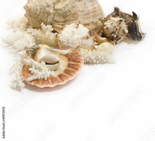 Group of sea shells and corals isolated