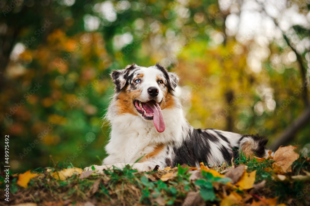 young merle Australian shepherd portrait in autumn young merle Australian shepherd portrait in autumn