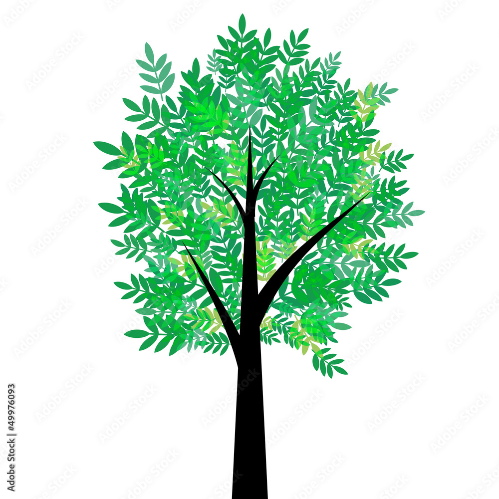 Tree with green summer foliage