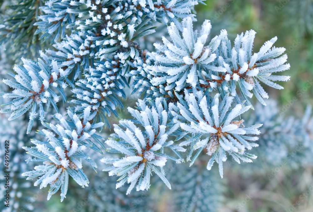 Branches of blue spruce is covered with frost Branches of blue spruce is covered with frost
