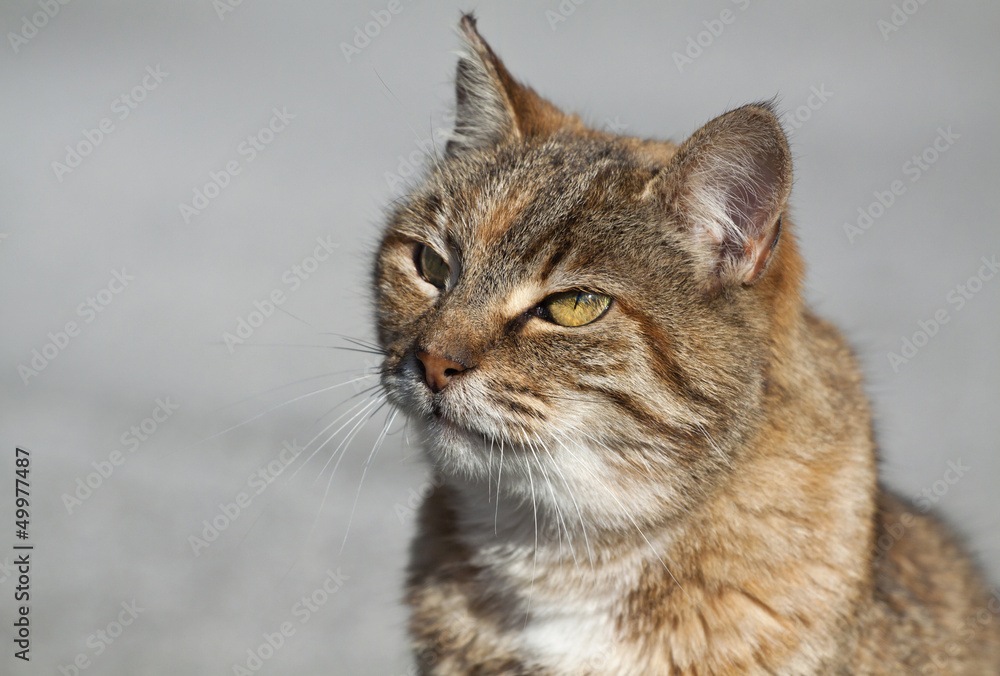 Tabby cat portrait