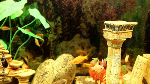 Fish in the aquarium