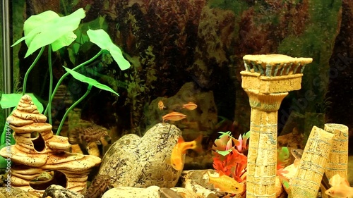 Of aquarium fish
