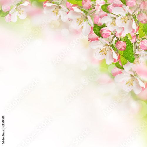 apple blossoms over blurred nature background © LiliGraphie