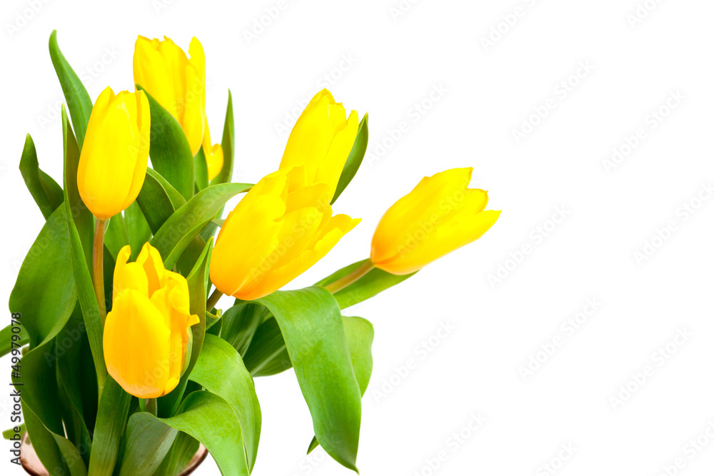 Obraz premium yellow tulips isolated on a white