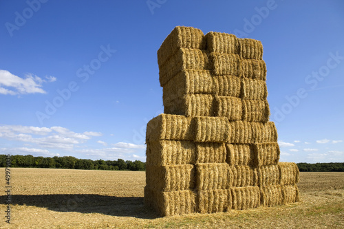 dry hay